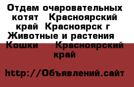 Отдам очаровательных котят - Красноярский край, Красноярск г. Животные и растения » Кошки   . Красноярский край